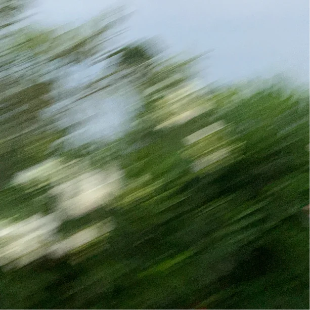 The trees of Chapultepec, blurred in motion